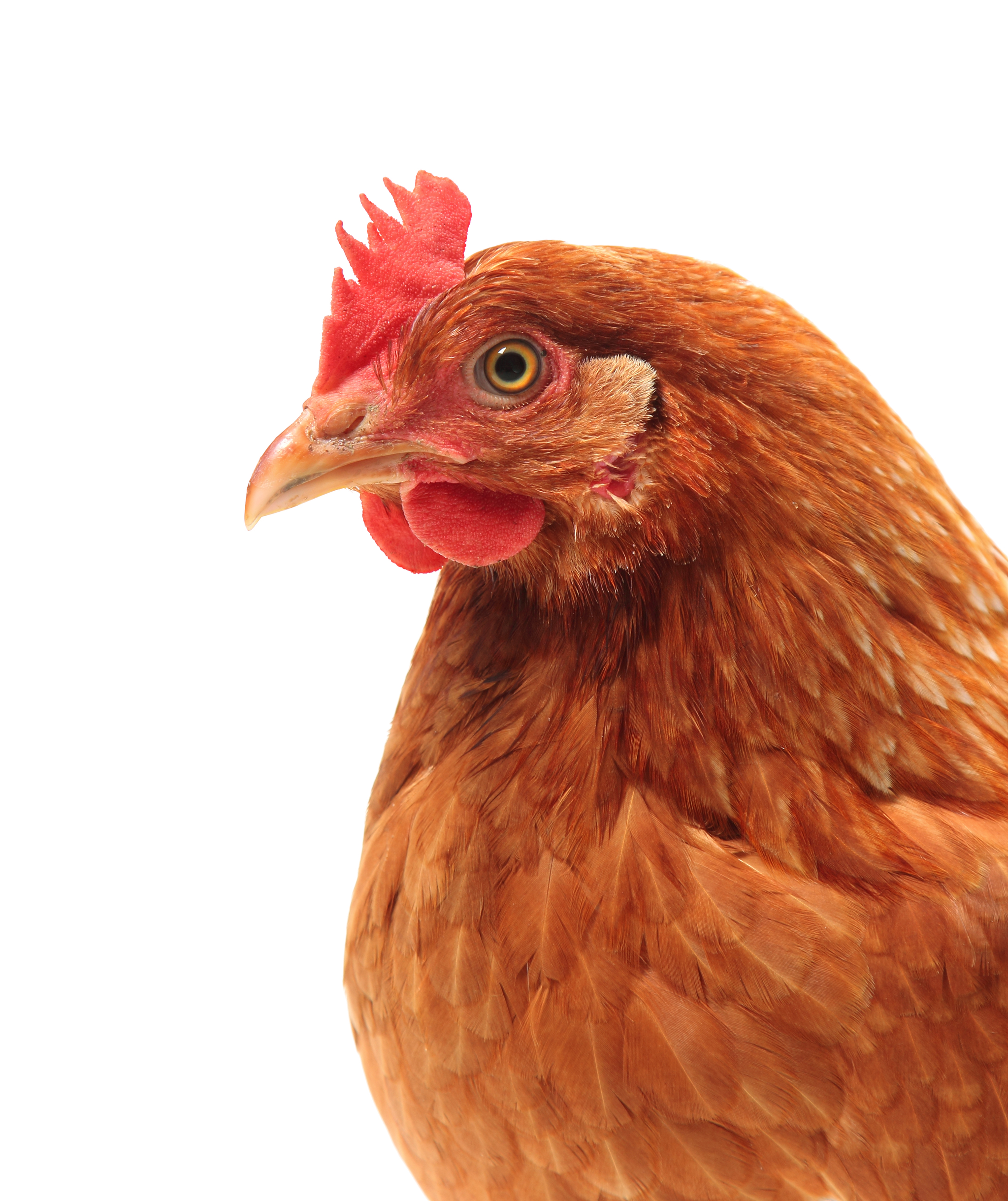 El calor extremo hace perder a un granjero cántabro 5.000 gallinas asfixiadas