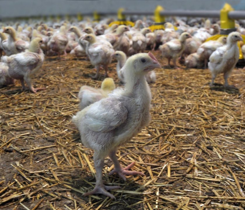 industria avícola mundial segundo semestre 2022
