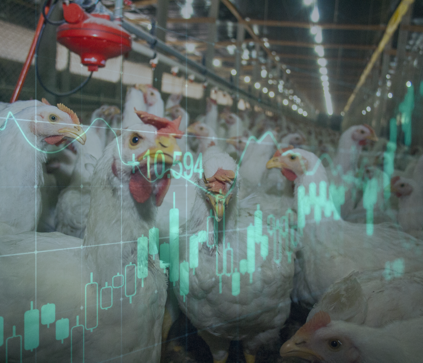 Morocco’s poultry sector faces ‘real disaster’