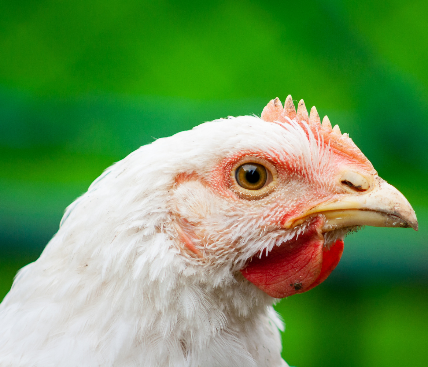 First outbreak of Newcastle disease in poultry in Spain since 2009