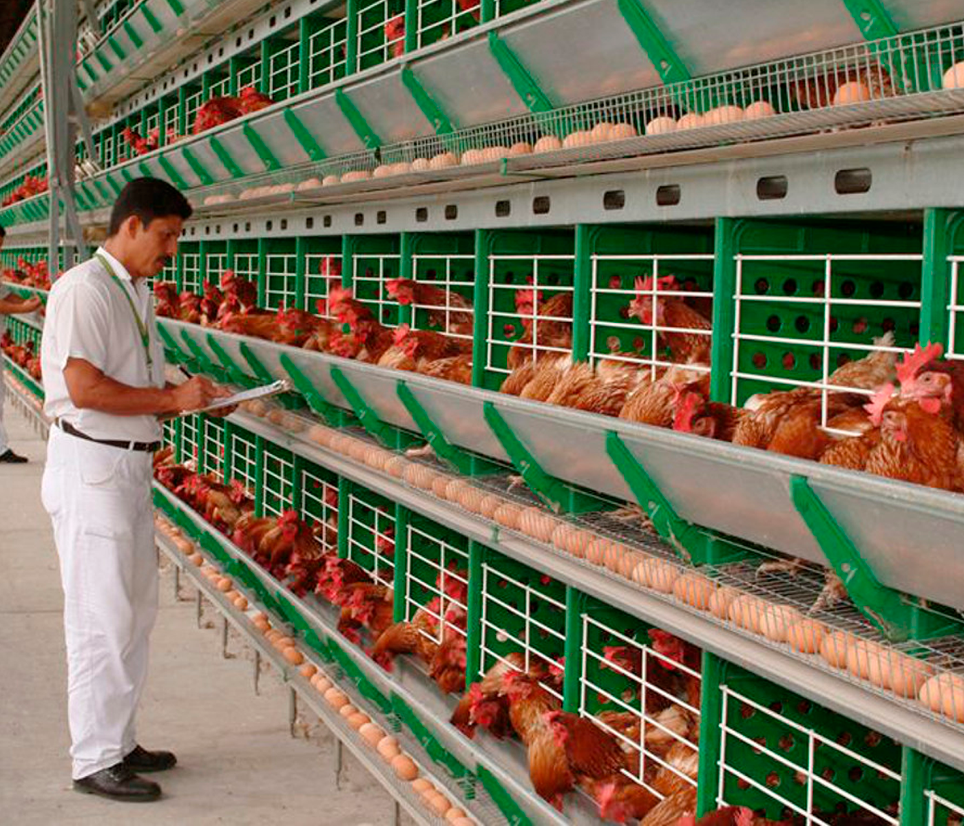 Zucami: Mejorando el entorno productivo con las innovadoras jaulas para gallinas ponedoras