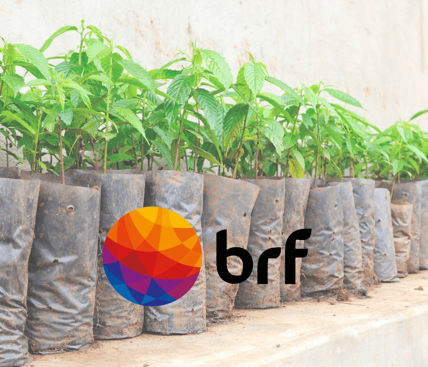 BRF investe em reflorestamento para garantir fornecimento sustentável de combustível...