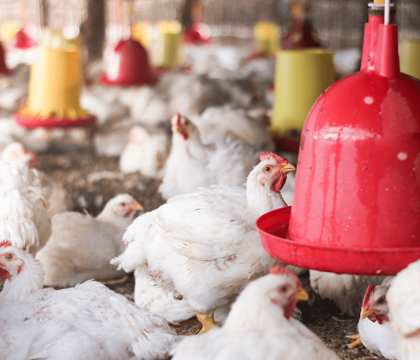 Custos de produção de frango voltam a cair