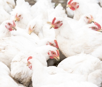 EEUU: Actualización de la Influenza Aviar con más de 40 millones de aves afectadas 2022