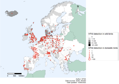 epidemia de gripe aviar en Europa