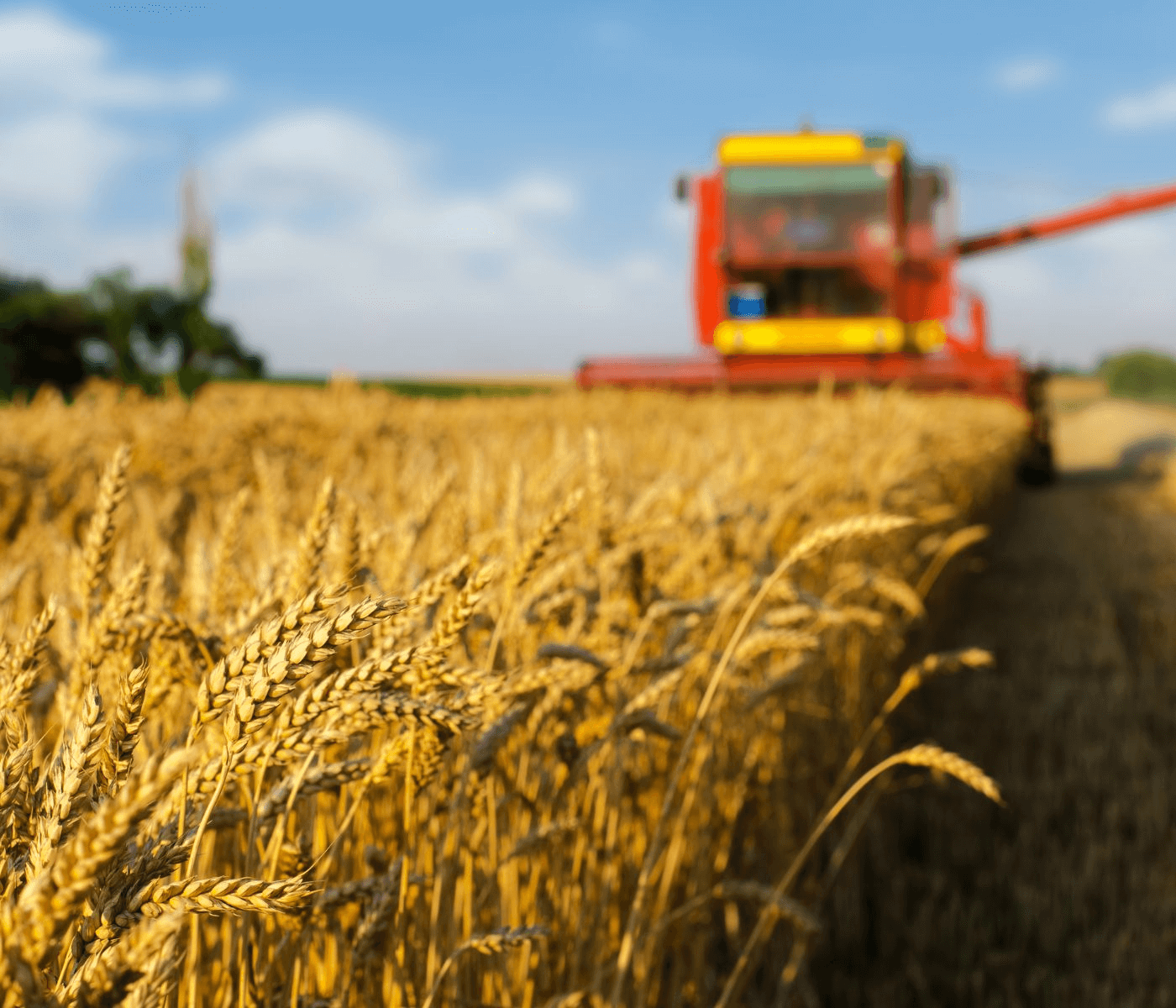 Incentivo à produção de grãos de inverno é abordado durante o SIAVS 2022