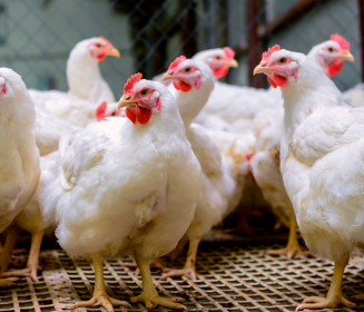 Acidificantes en la nutrición avícola Elegir InduceAcid ® para desbloquear 3 beneficios en aves de corral