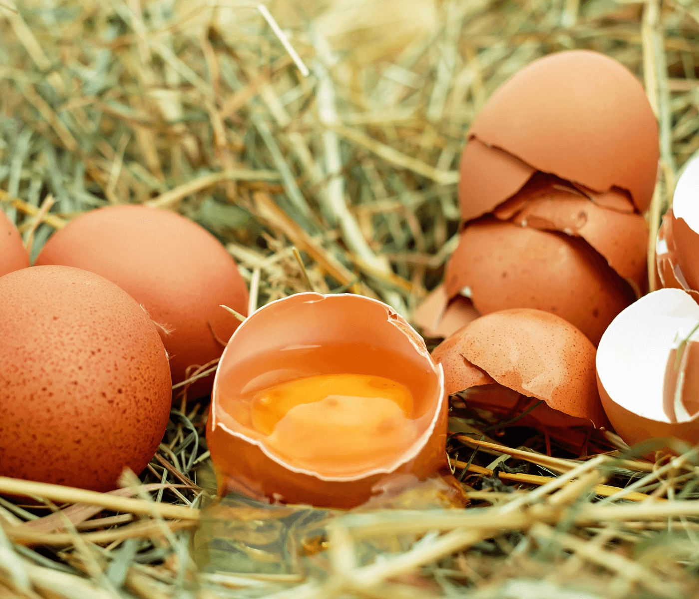 PlumaGen reforça mercado de ovos no Brasil