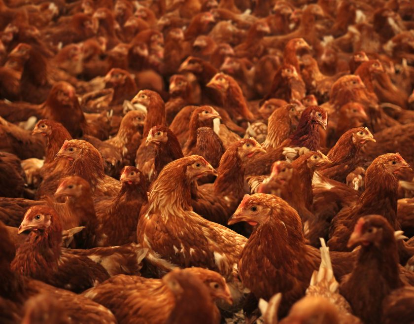 controlar la gripe aviar