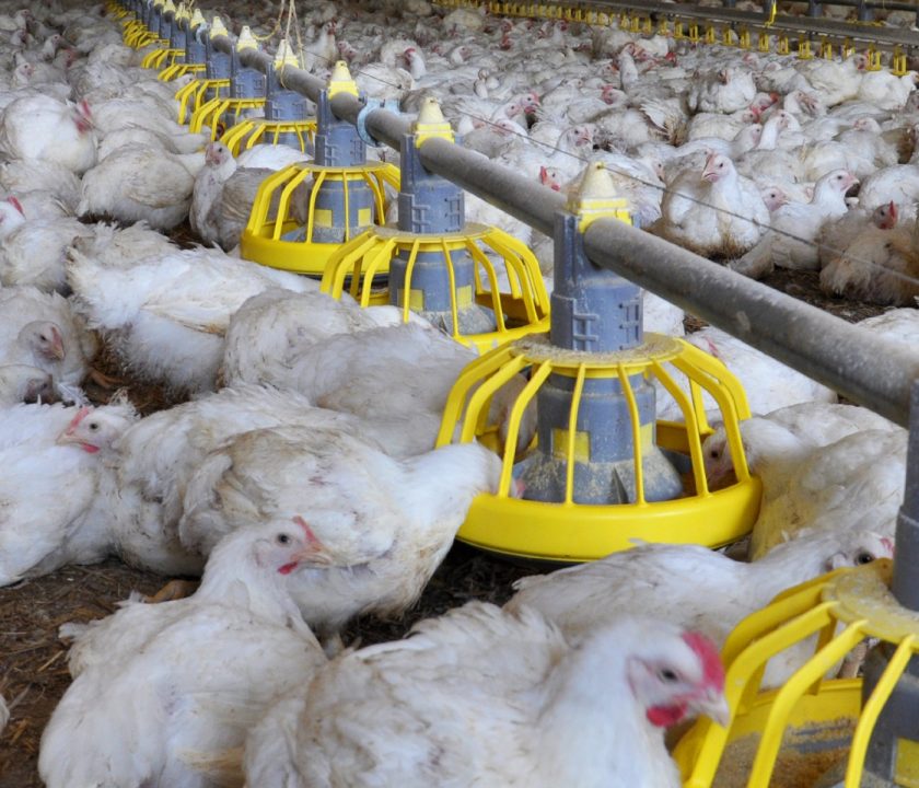 sector avícola avicultura argentina crecimiento