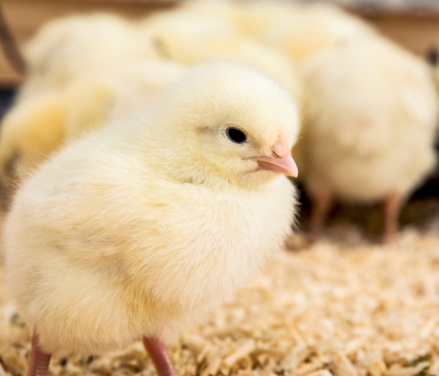 Latin American countries are the main importers of Brazilian poultry genetic material