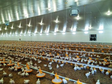 instalaciones avícolas rentables