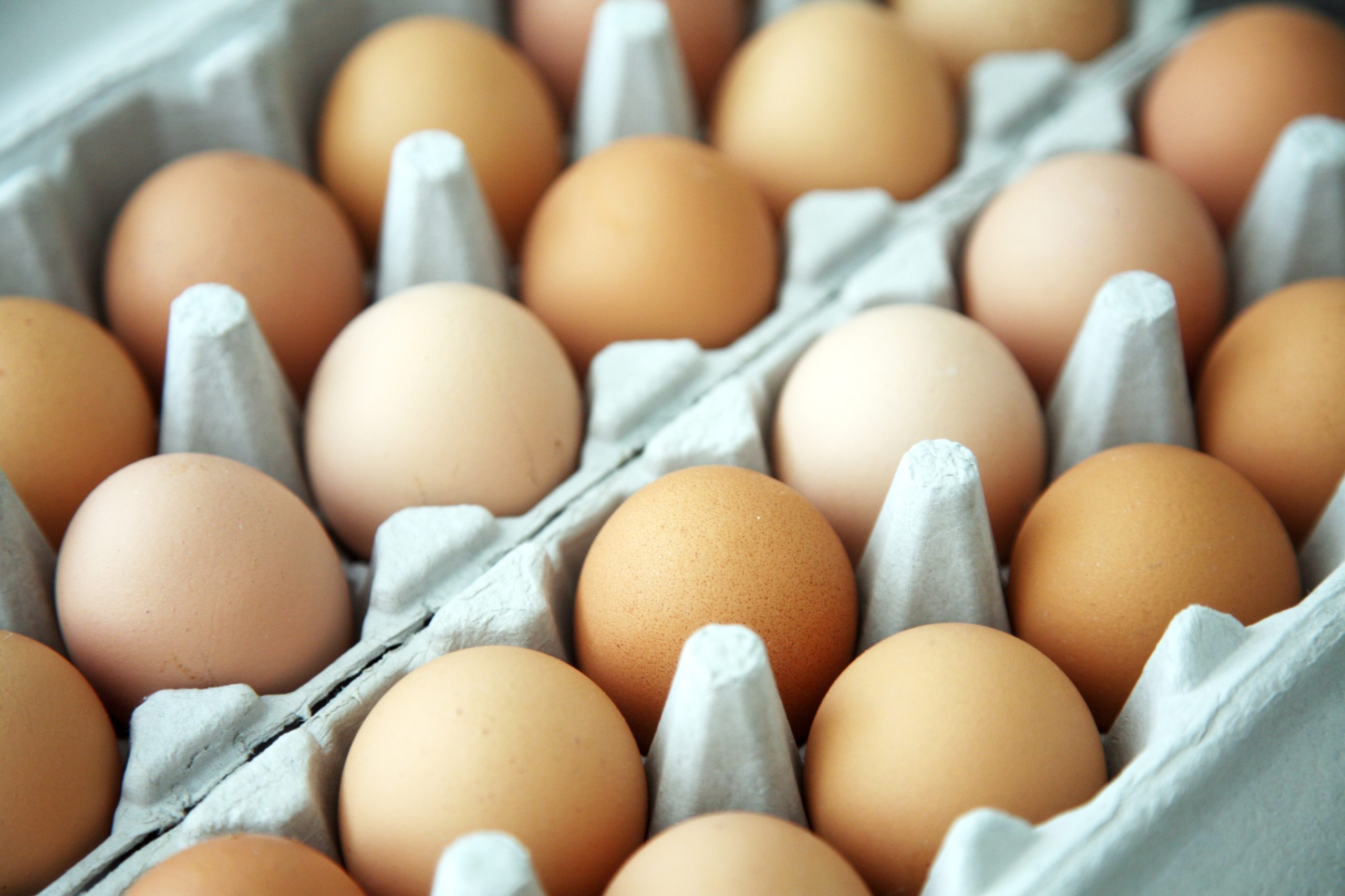 una correcta producción de huevos permiten el volumen de comercialización que existe en la industria