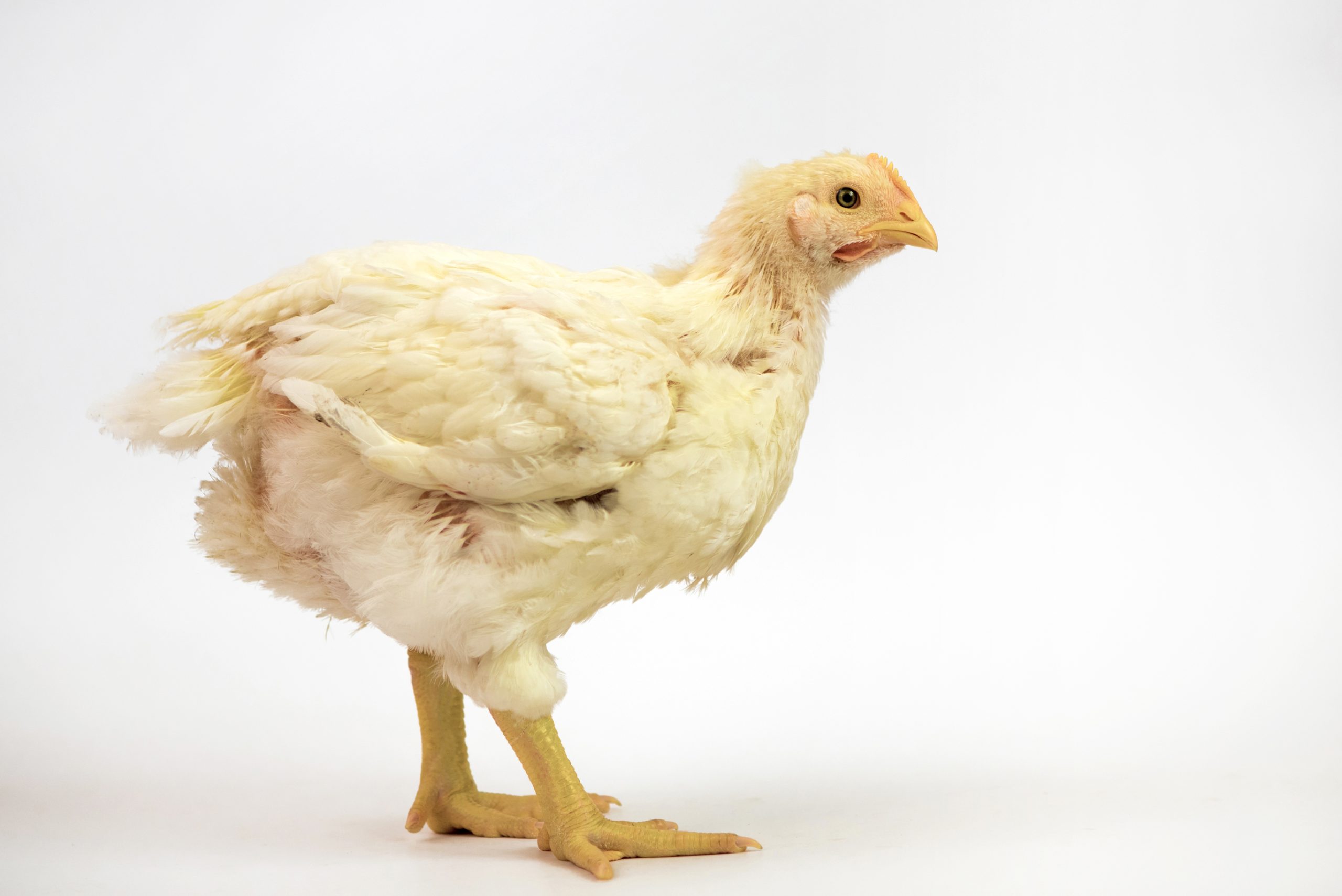 Obesidad en pollos de engorde modernos y pechuga de madera. ¿Cuál es la relación?