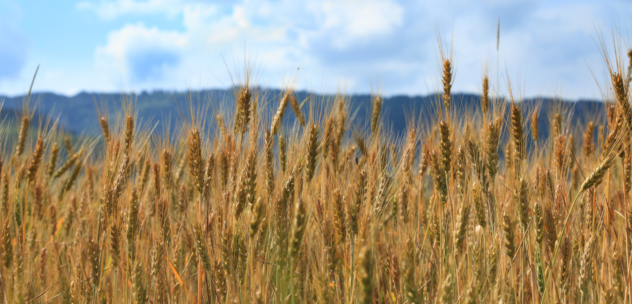 Ucrania: la FAO y Canadá cooperan para resolver el problema de la escasez de los cereales
