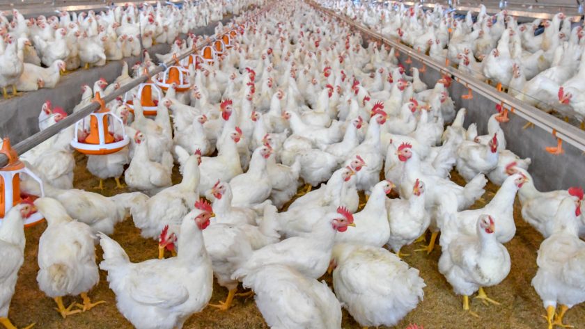 importaciones de aves de corral