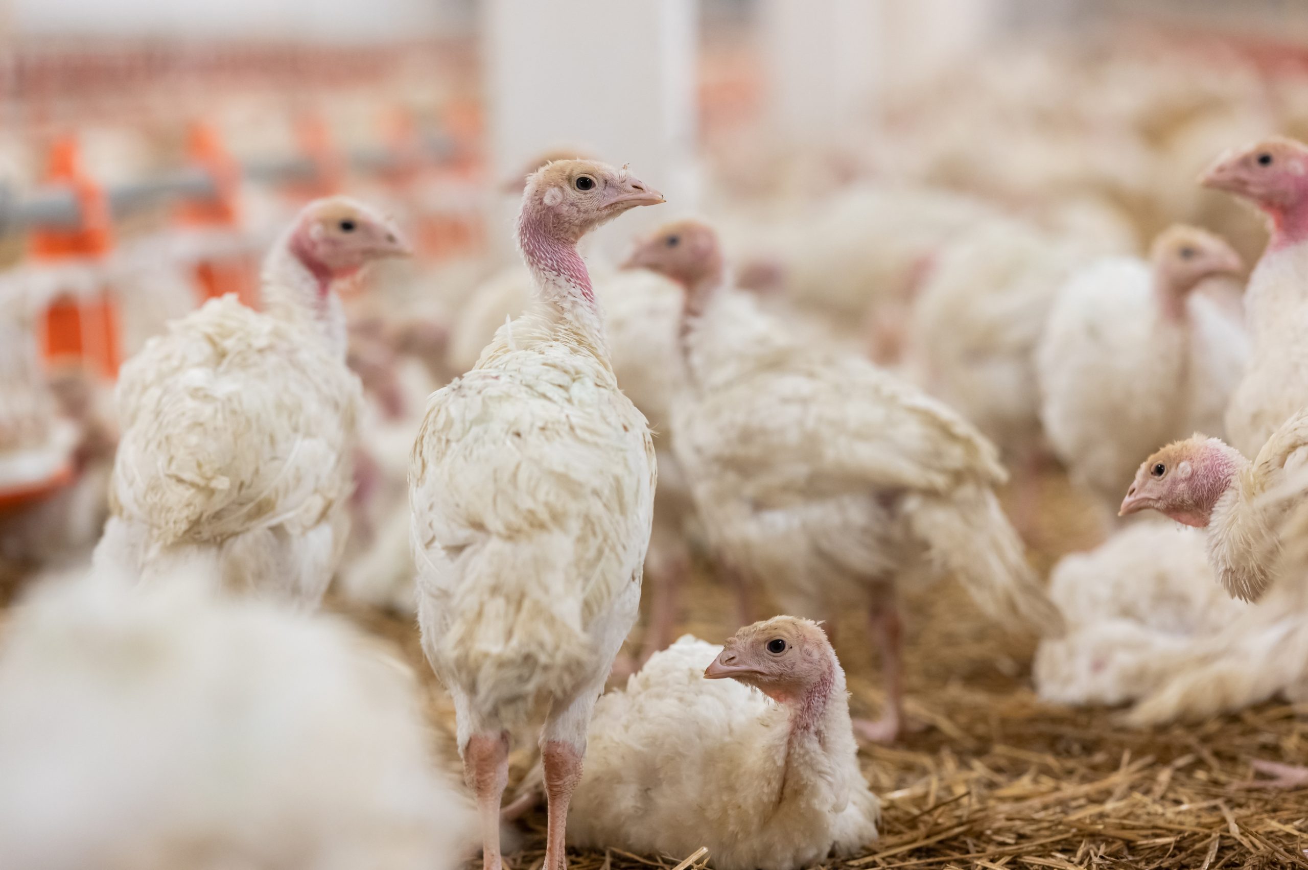 Un nuevo foco de influenza aviar es declarado en una granja de pavos en Huelva