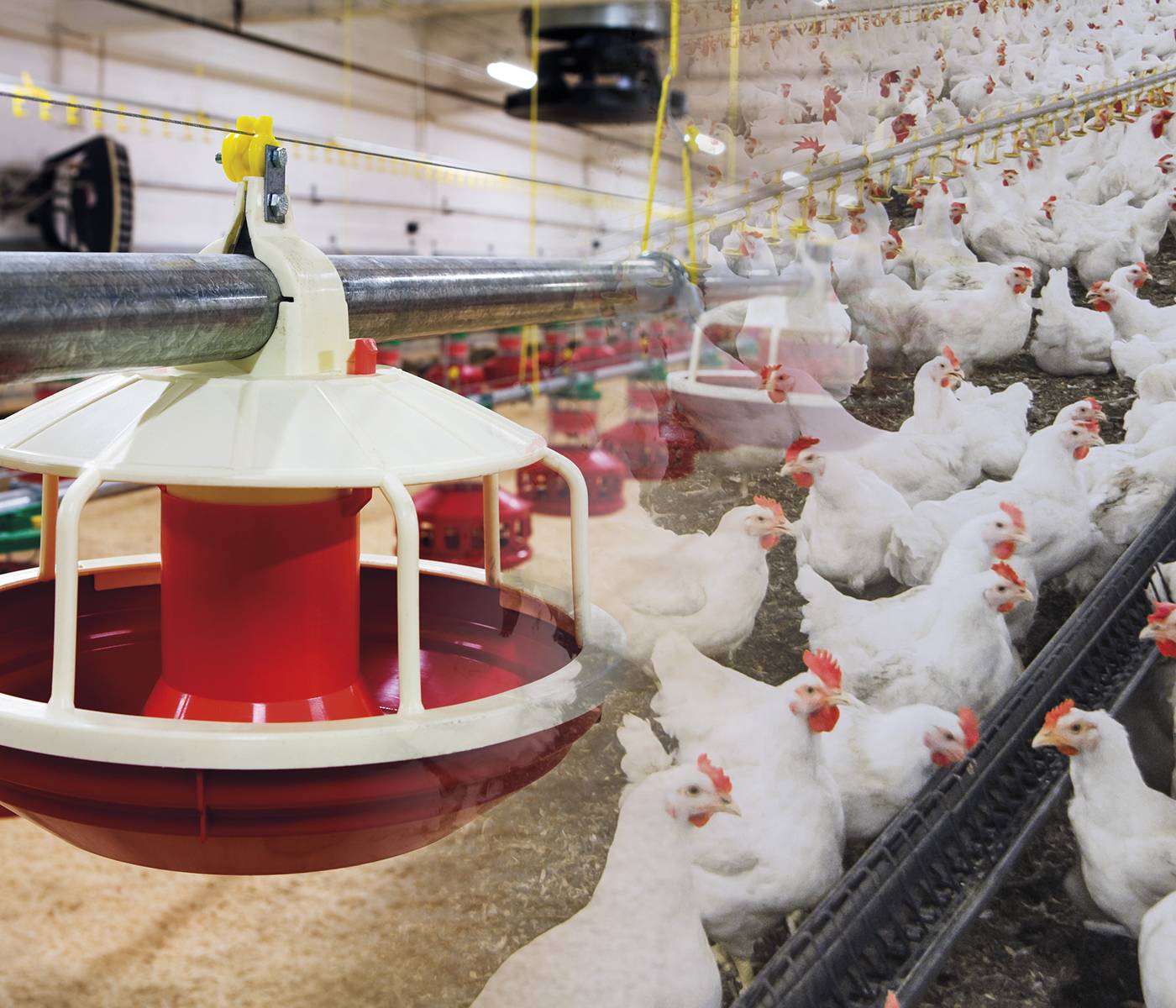 Manejo y mantenimiento de los equipos automáticos en galpones avícolas: Comederos