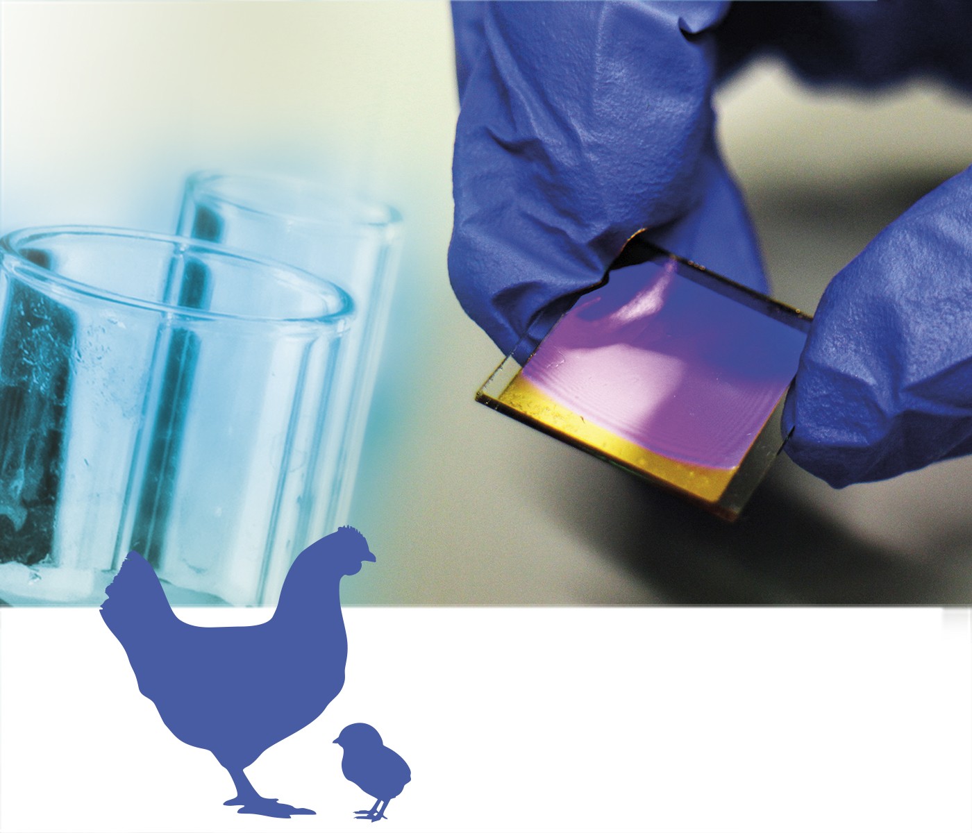 Nuevos métodos de detección y diagnóstico para enfermedades en avicultura