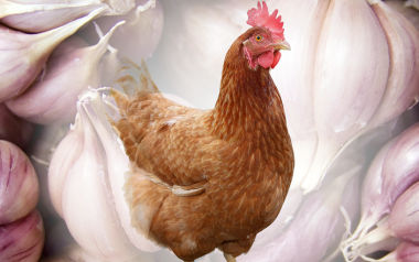 Excepcionales beneficios del empleo de Zooallium en gallinas de puesta