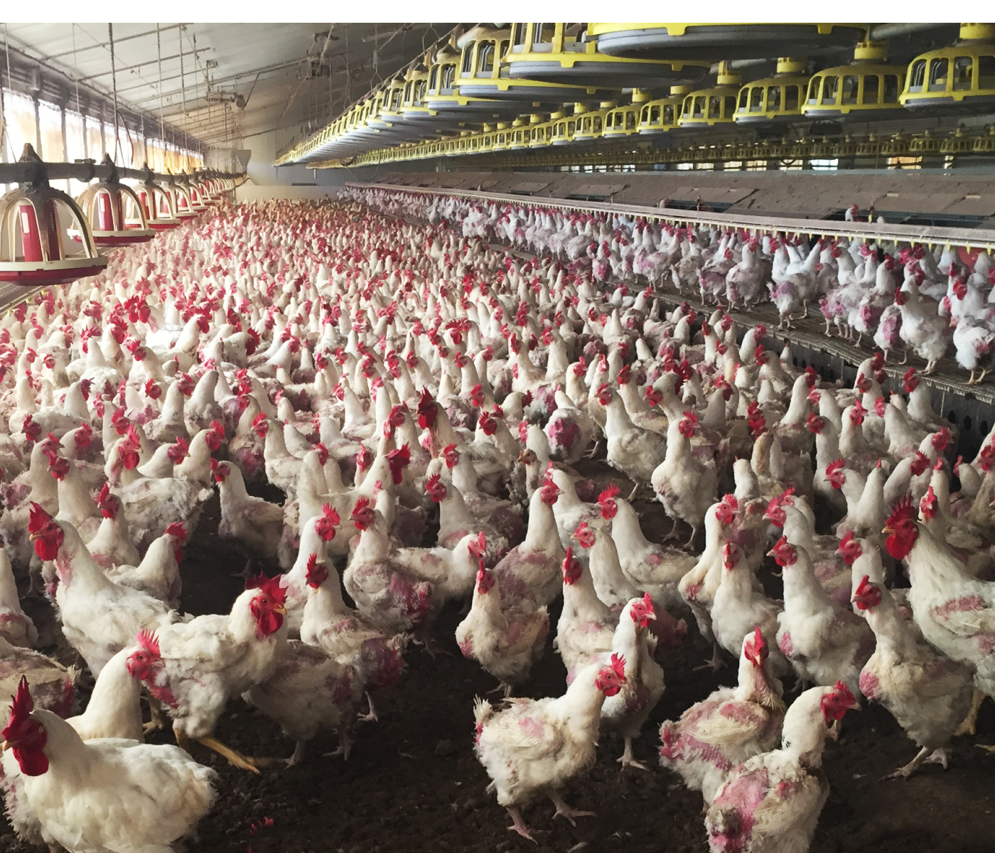 Uruguay: Estudian prevalencia de Salmonella en granjas reproductoras de aves