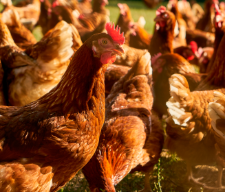 Iamgen Revista Control de la salmonelosis aviar en base a la asociación de vacunas vivas e inactivadas – cómo generar inmunidad eficaz y prolongada frente a los retos de campo