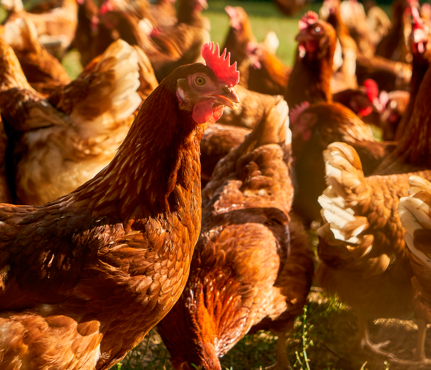 Control de la salmonelosis aviar en base a la asociación...