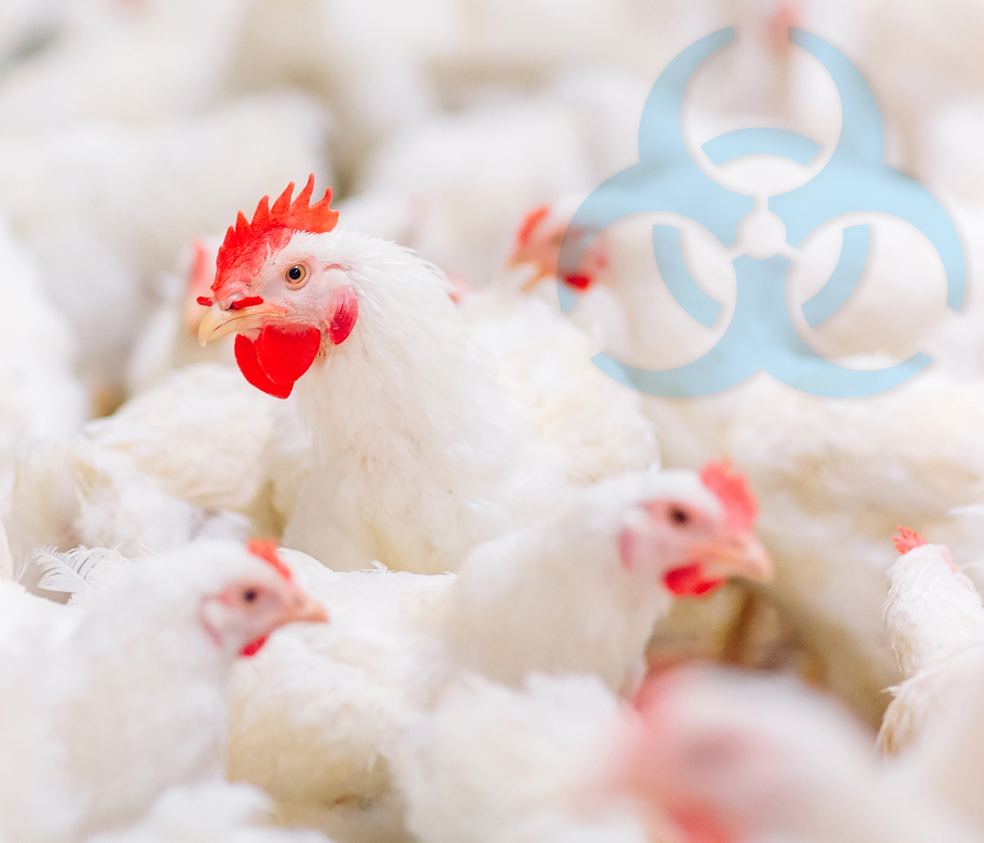Control integral de la bioseguridad en avicultura