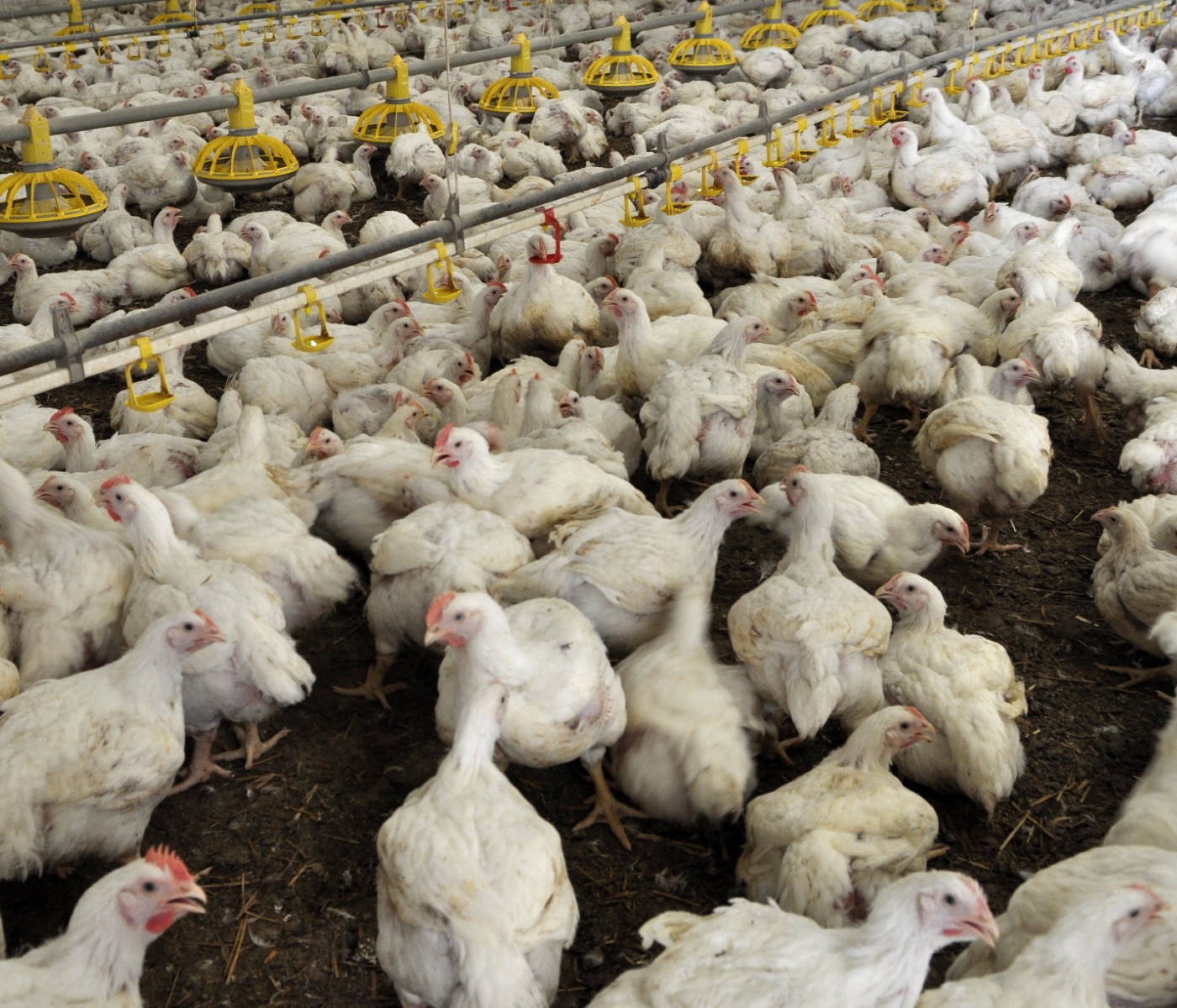 Sistema de sanidad aviar de Argentina: Positiva auditoría de la Unión Europea