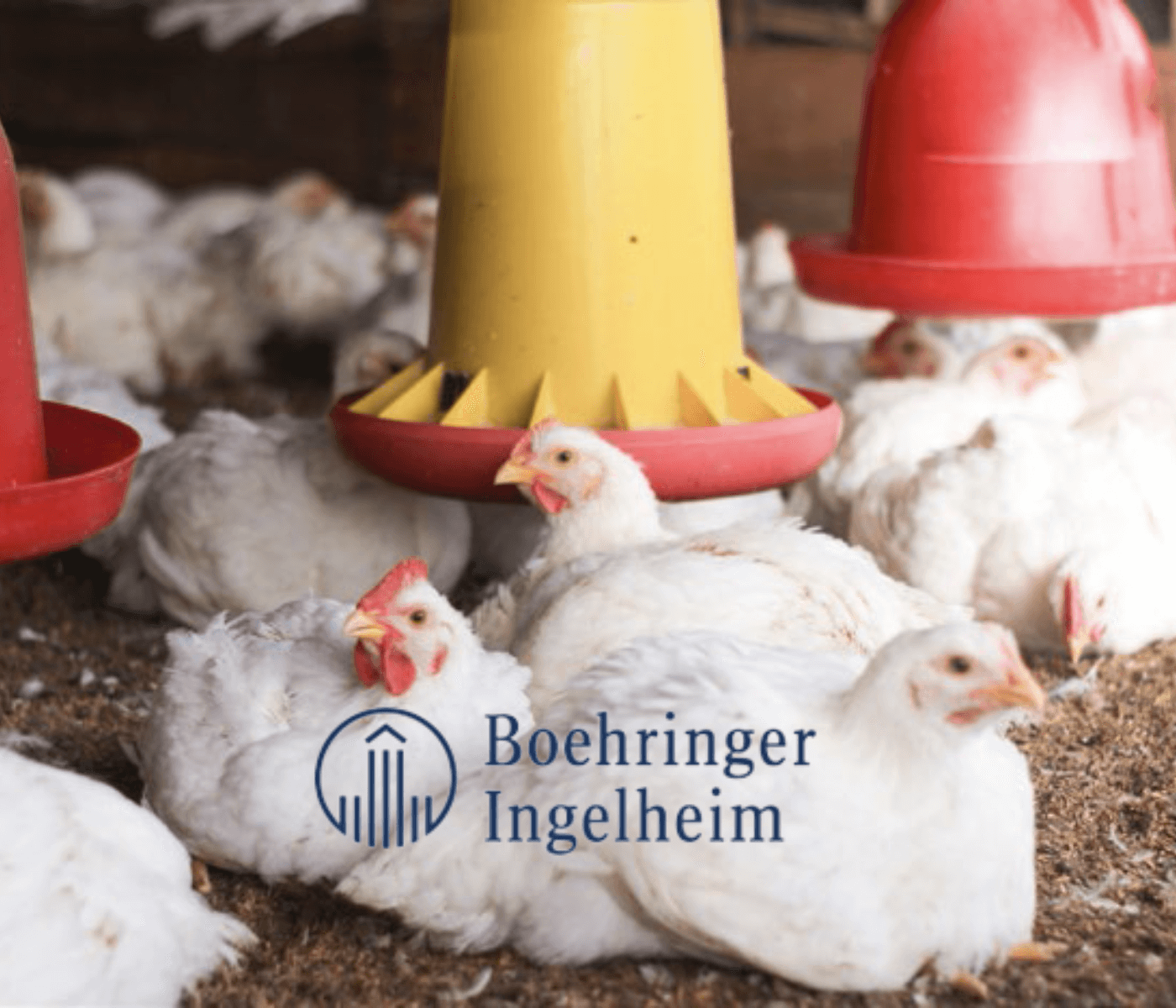 Boehringer Ingelheim lança vacina com proteção tripla para o setor...