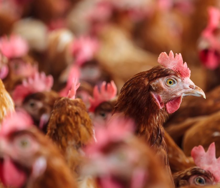 Colombia trabaja en prevenir salmonelosis aviar