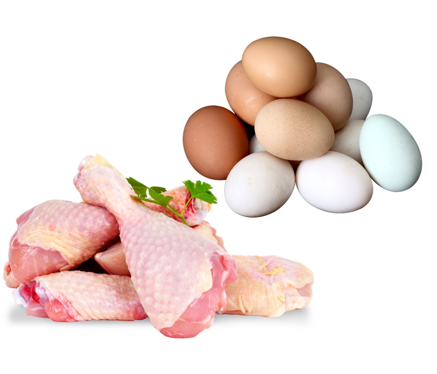 El Salvador: Estudio revela autoabastecimiento en producción de carne de  pollo y huevos - aviNews, la revista global de avicultura