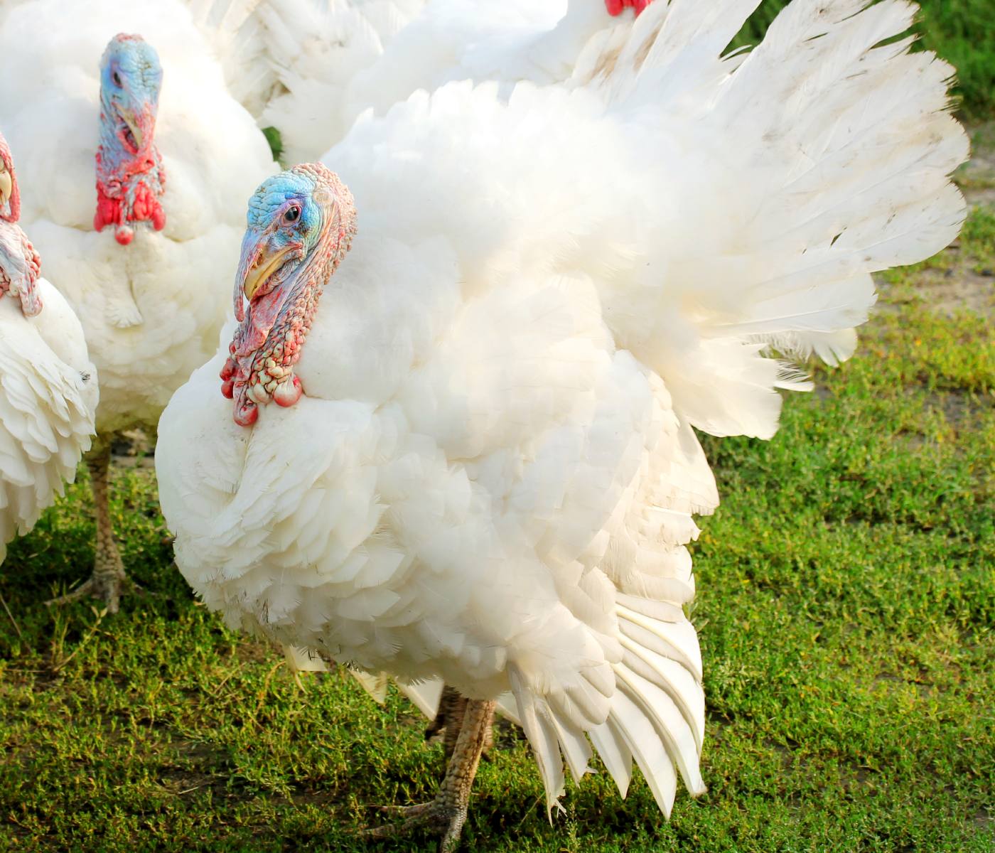 Footpad dermatitis on turkey flocks