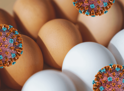 Influenza aviária continuará prejudicando oferta de ovos nos EUA