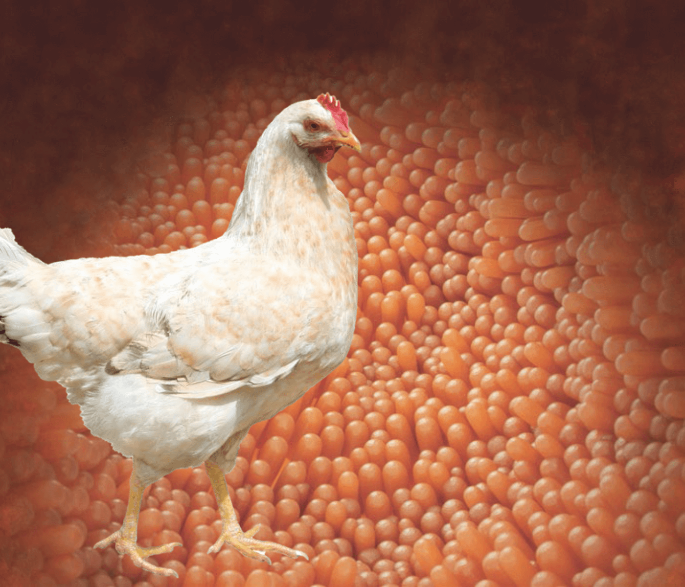 Impactos do estresse térmico sobre a saúde intestinal de frangos de corte
