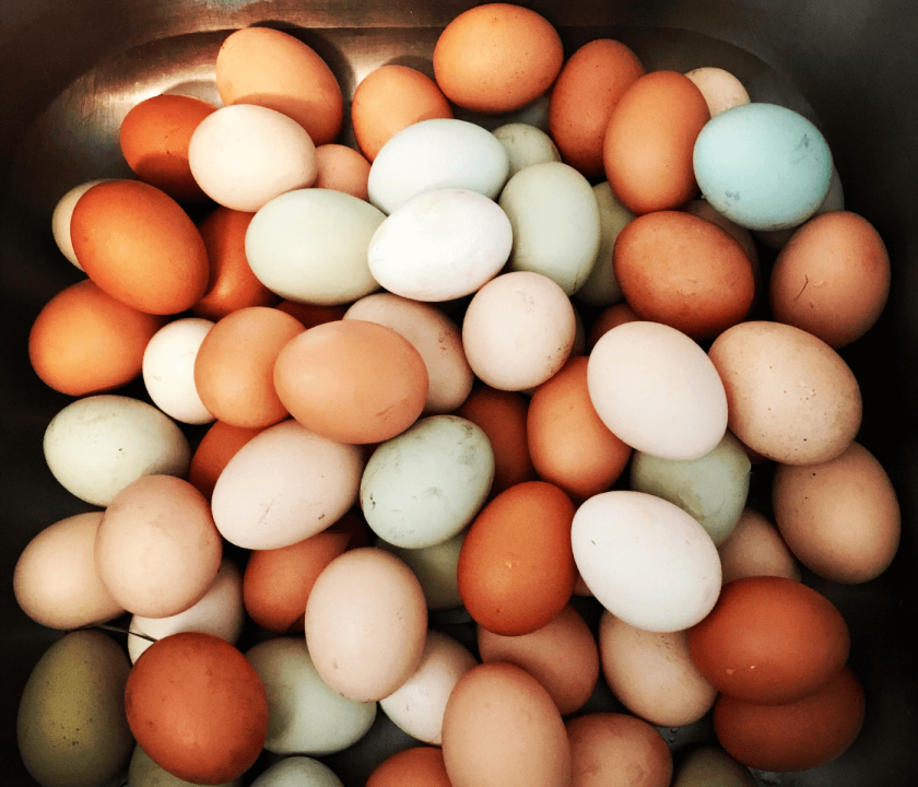 Produção de ovos bate recorde no Brasil