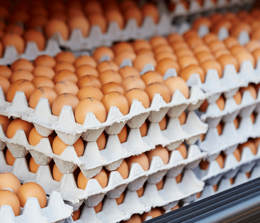 produção de ovos trimestral