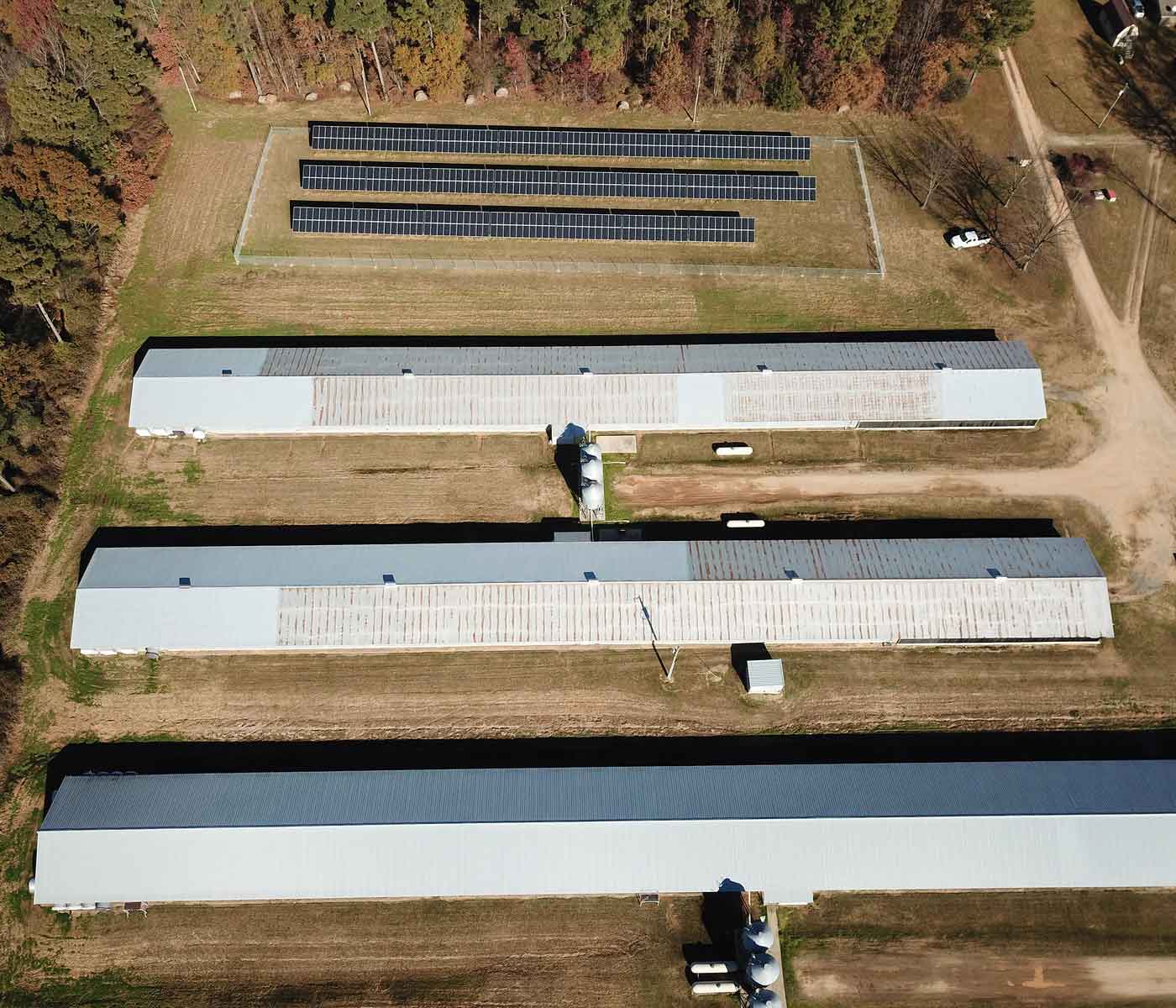 ستسمح تكنولوجيا الطاقة الشمسية بخفض التكاليف في مزارع الدواجن