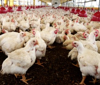 FAO urges stronger prevention as animal diseases spread globally