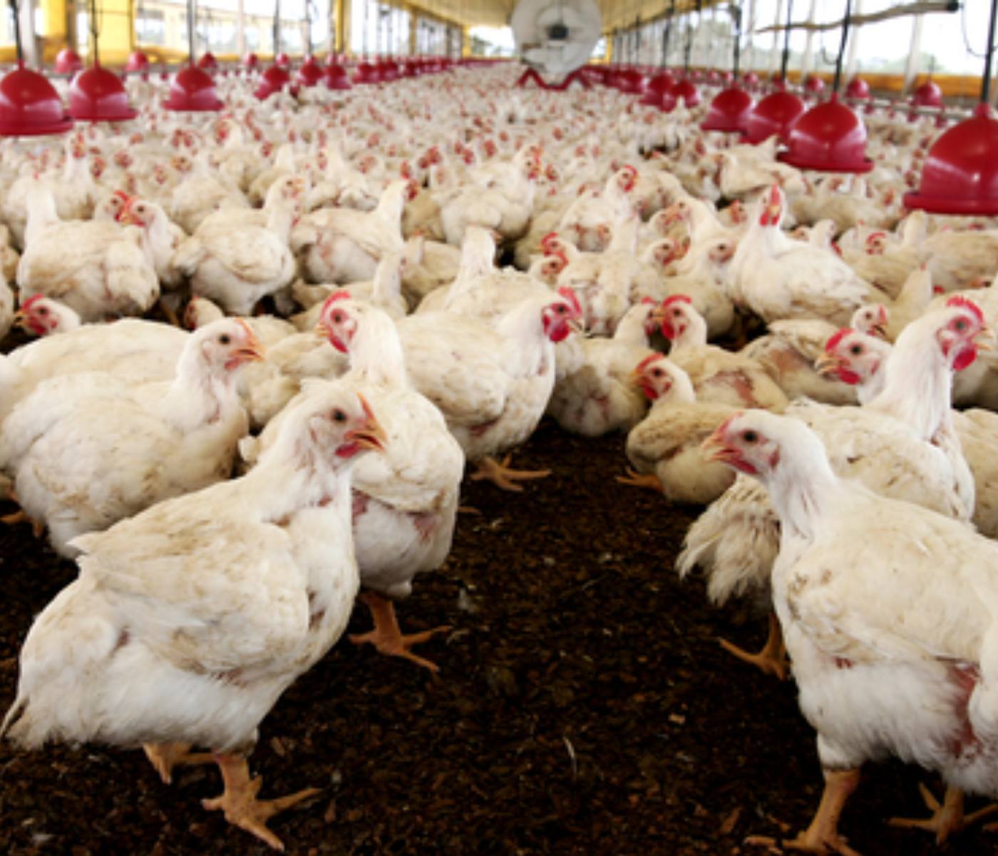 thailand-s-chicken-production-will-grow-by-3-in-2023