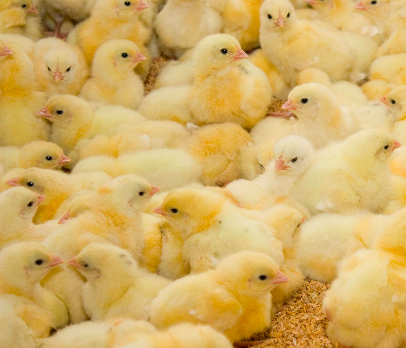 Castilla-La Mancha comunica su primer foco de gripe aviar