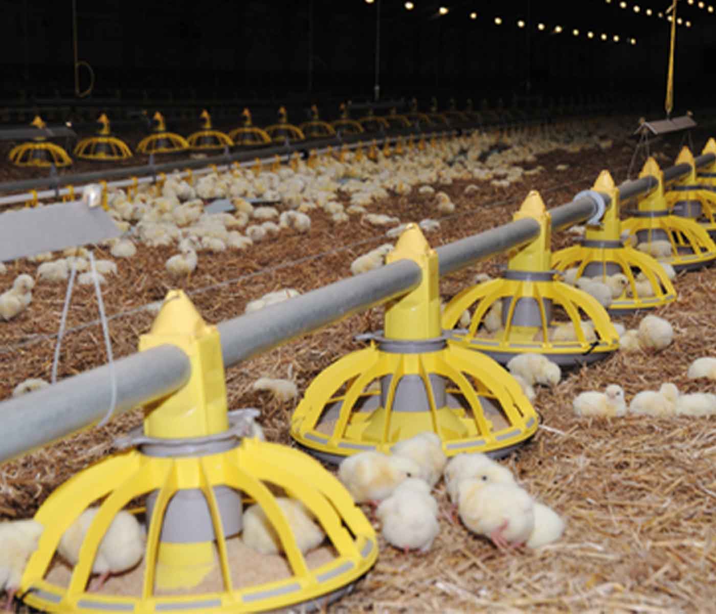 Chicken production in Turkey could increase 9% on 2023