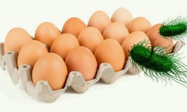 La salmonella presente en los huevos