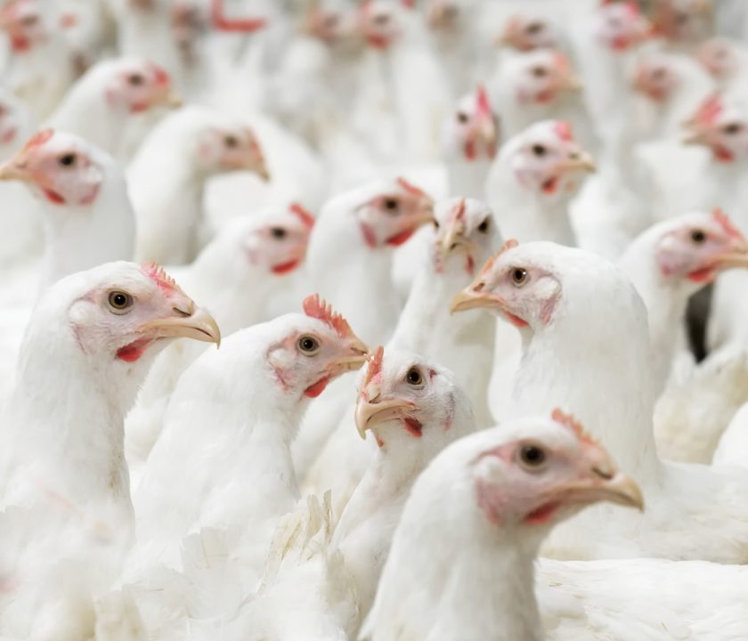 industria avícola pollo