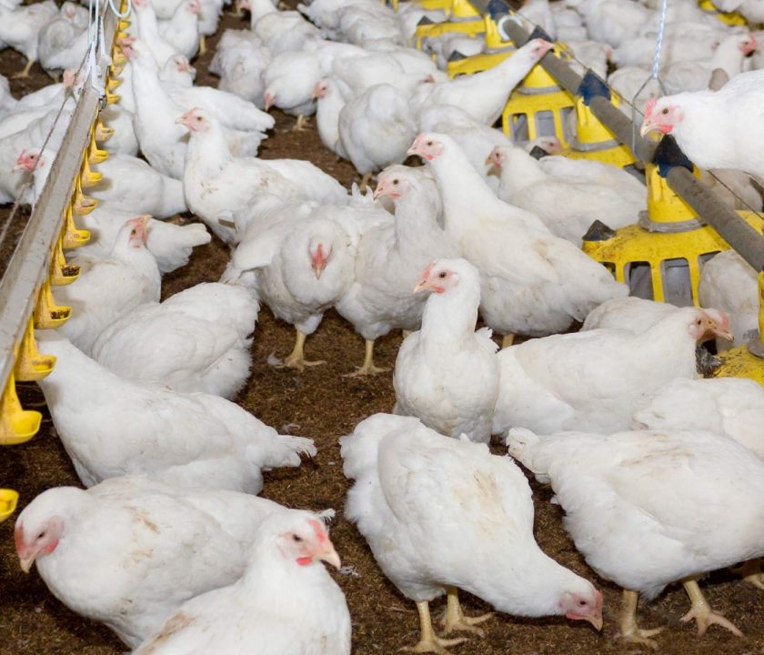 Perú producción pollo en sector pecuario