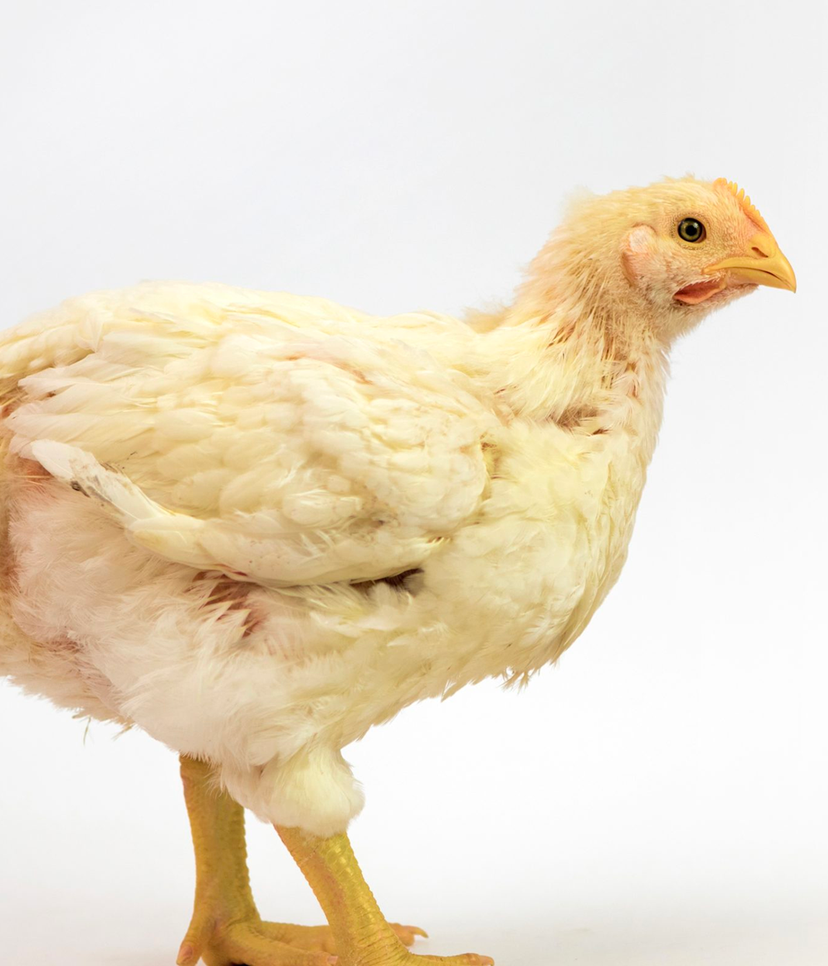 Francia actúa contra sus altos costes de producción avícola
