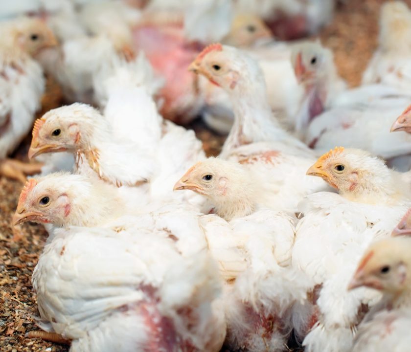 influenza aviar en Belice