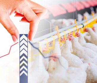 Iamgen Revista Prepare breeder hens for optimum production