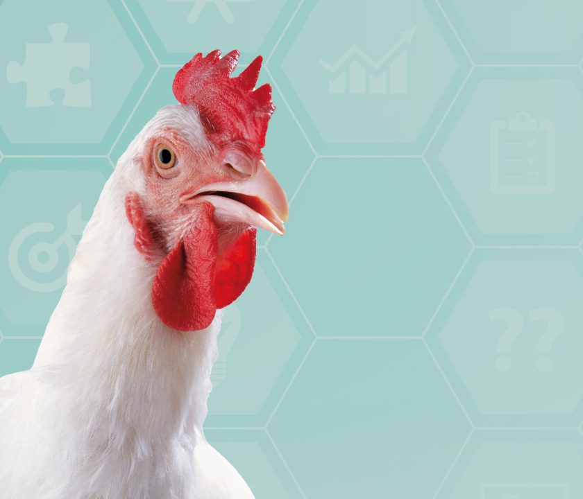uso de antimicrobianos na avicultura