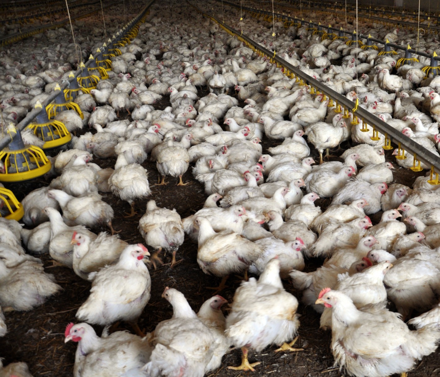 Argentina: Analizan herramientas para potenciar más la competitividad del sector avícola